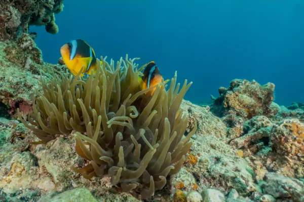 Bathyscaphe Coral Reef Experience